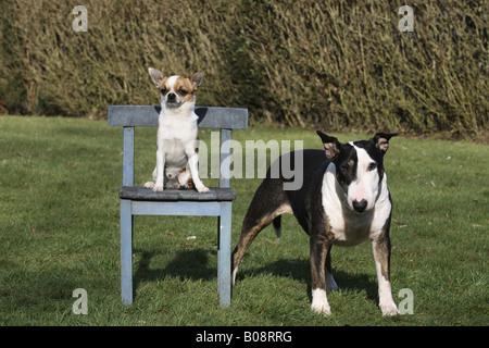 Chihuahua (Canis lupus f. familiaris), sitting on chair, Bullterrier standing next to it in a meadow Stock Photo