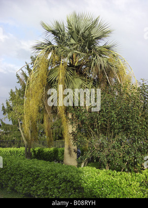 Blue fan palm, Blue Palm, Mexican Blue Palm (Brahea armata), single tree in a park, Italy, Sicilia, Zaffarana Stock Photo