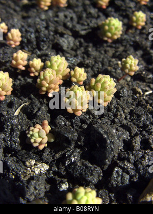 Red Stonecrop (Sedum rubens), pionier plants on lava, Italy, Sicilia Stock Photo