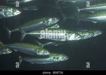Atlantic mackerel, common mackerel (Scomber scombrus), school Stock Photo