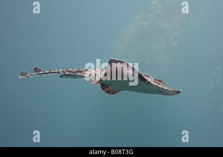 thornback skate, thornback ray, roker (Raja clavata), single individual Stock Photo