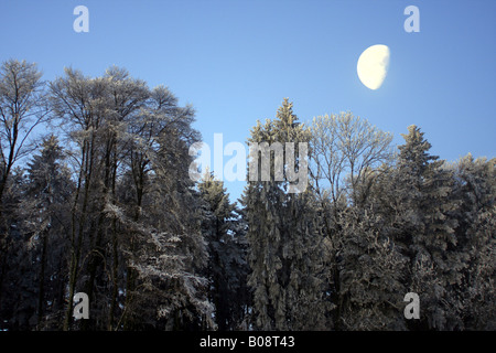 forest in winter with hoar frost with moon light, Switzerland Stock Photo