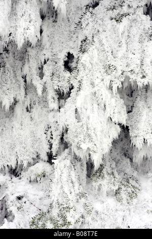 Norway spruce (Picea abies), with hoar frost in winter, Switzerland Stock Photo