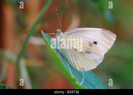 Large White or Cabbage White butterfly (Pieris brassicae) Stock Photo