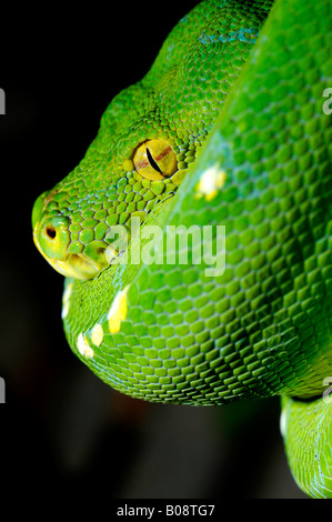 Green Tree Python (Chondropython viridis or Morelia viridis), Papua New Guinea Stock Photo