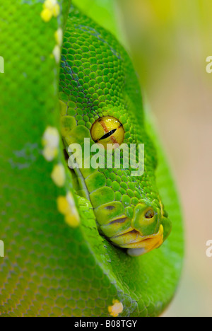 Green Tree Python (Chondropython viridis), Papua New Guinea Stock Photo