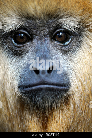 Black Howler Monkey (Alouatta caraya), pup Stock Photo