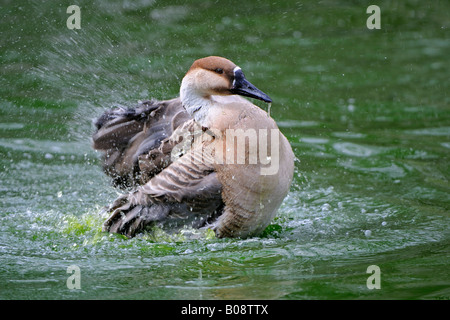 Swan Goose (Anser cygnoides) in the water Stock Photo