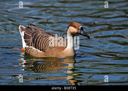 Swan Goose (Anser cygnoides) Stock Photo