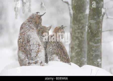 Eurasian lynx (Lynx lynx), three individuals at snow fall, Germany, Bavaria, National Park Bavarian Forest Stock Photo