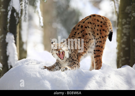 Eurasian lynx (Lynx lynx), yawning in snow, Germany, Bavaria, National Park Bavarian Forest Stock Photo