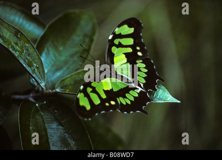 Malachite Butterfly (Siproeta stelenes), Costa Rica, Central America Stock Photo