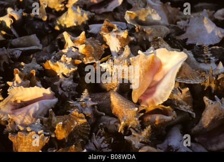 Pink conch shells on the beach at Placentia, Belize, Central America Stock Photo
