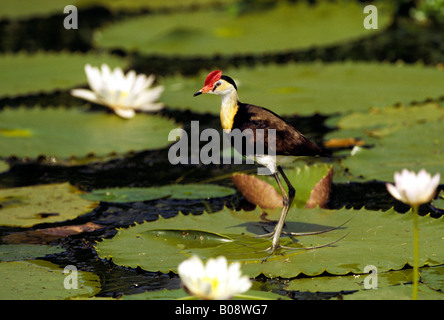 Comb-crested Jacana or Lotusbird (Irediparra gallinacea) perched on a waterlily pad, Kakadu National Park, Northern Territories Stock Photo