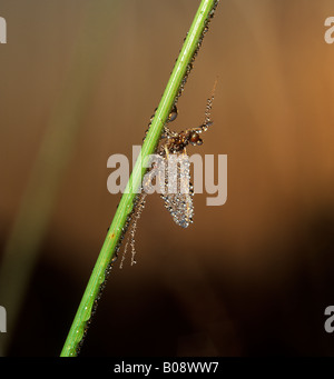 Mayfly or Dayfly ((Ephemeroptera) covered in dew, dewdrops, Germany, Europe Stock Photo