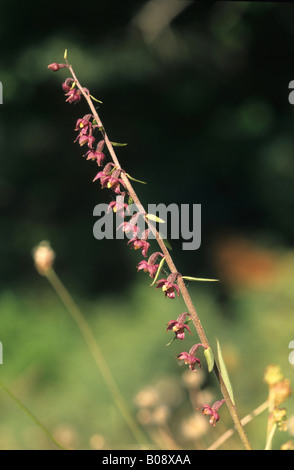 Dark Red Helleborine or Royal Helleborine (Epipactis atrorubens) Stock Photo
