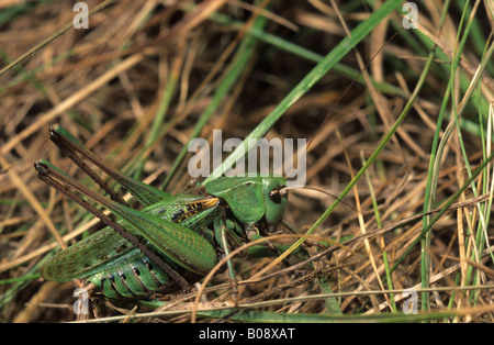 Wart-biter Bush-cricket (Decticus verrucivorus), male Stock Photo