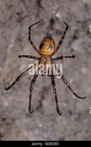European - or Orbweaving Cave Spider (Meta menardi) Stock Photo