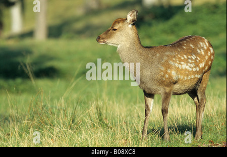 Sika Deer (Cervus nippon) Stock Photo