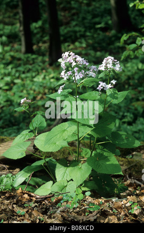 Perennial Honesty (Lunaria rediviva) Stock Photo