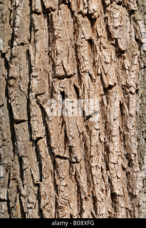 European White Elm or Russian Elm bark (Ulmus laevis) Stock Photo