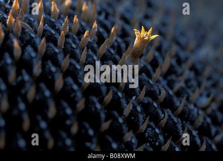 Sunlight striking a single remaining open flowering floret of a withered Sunflower (Helianthus annuus), set between spirals of  Stock Photo