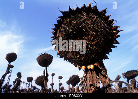 Withered sunflower head showing seed spirals at the front of a field of withered sunflowers (Helianthus annuus) Stock Photo