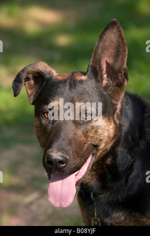 Portrait of a German Shepherd mix with one pointed and one drooping ear, tongue hanging out Stock Photo