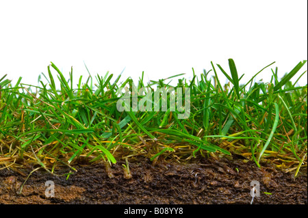 Cross section from a piece of turf shot against a white background Stock Photo