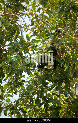 Black howler monkey (Alouatta caraya) in tree,  Monkey River, Stann Creek District, Belize, Central America Stock Photo