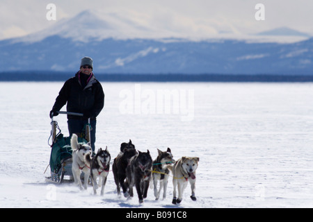 Musher leading a dog sled team over Lake Laberge in front of mountains, Yukon Territory, Canada Stock Photo