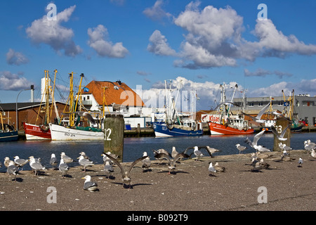 Seagulls on a wharf in front of fishing cutters in the harbour of the North Sea resort town of Buesum, Dithmarschen, Schleswig- Stock Photo