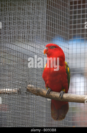 Chattering Lory (Lorius garrulus) parrot, Fundacion Loro Parque, Tenerife, Canary Islands, Spain Stock Photo