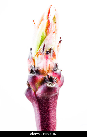 Sour Cherry (Prunus cerasus) shoot in springtime Stock Photo
