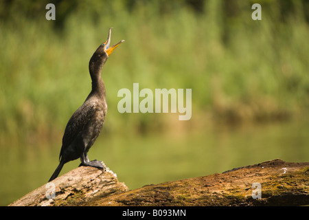 Anhinga (Anhinga anhinga) on fallen tree in Monkey River, Stann Creek District, Belize, Central America Stock Photo