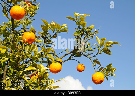 Mandarins, mandarin oranges (Citrus reticulata) in a mandarin tree, La Nucia, Alicante, Costa Blanca, Spain Stock Photo