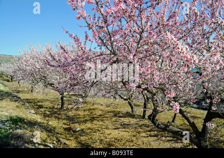 Blossoming Almond Trees (Prunus dulcis, Prunus amygdalus) at an orchard, Tarbena, Alicante, Costa Blanca, Spanien Stock Photo