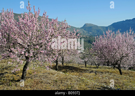 Blossoming Almond Trees (Prunus dulcis, Prunus amygdalus) at an orchard, Tarbena, Alicante, Costa Blanca, Spanien Stock Photo