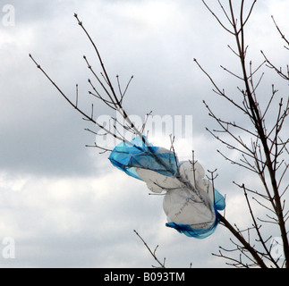 Wind-blown plastic bag trapped in trapped in a tree, Glasgow, Scotland,UK. Stock Photo