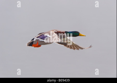 Mallard Duck (Anas platyrhynchos), drake in flight Stock Photo