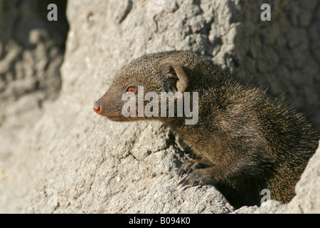 Common Dwarf Mongoose (Helogale parvula) standing on a termite hill, Moremi National Park, Moremi Wildlife Reserve, Okavango De Stock Photo