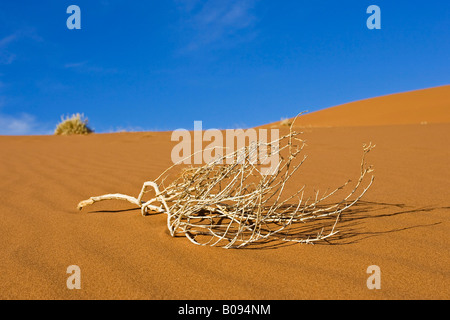 Dried up bush twigs on a sand dune in Deadvlei, Namib Desert, Namibia, Africa Stock Photo