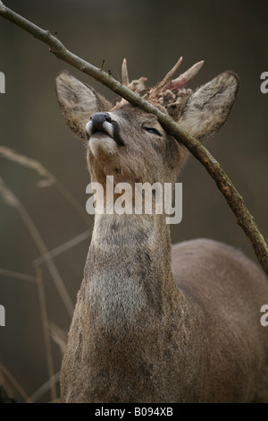 Male Roe Deer (Capreolus capreolus) rubbing its antlers against a tree, shedding loose pieces of antler velvet Stock Photo