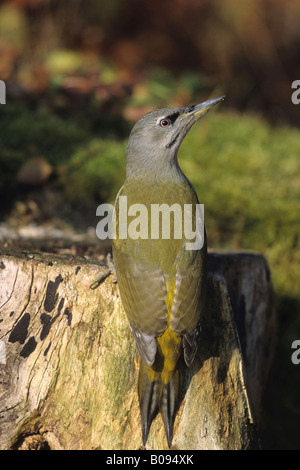 Grey-headed or Grey-faced Woodpecker (Picus canus) looking for ants in a tree stump Stock Photo