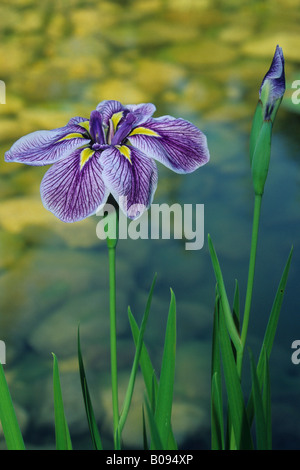 Capitol Dandy or Japanese Iris (Iris kaempferi) in a garden pond Stock Photo