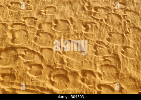 Camel footprints in the sand, Tin Akachaker, Tassili du Hoggar, Wilaya Tamanrasset, Algeria, North Africa Stock Photo