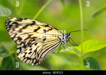 Paper Kite or Rice Paper butterfly (Idea leuconoe) Stock Photo