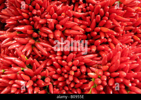 Red hot chili peppers (Capsicum) Stock Photo