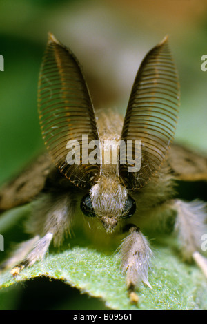 Male Gypsy Moth Lymantria dispar Stock Photo - Alamy