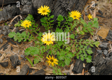 Cape Weed or Cape Dandelions (Arctotheka calendula) growing on a charred tree trunk, Tuart Forest National Park, Western Austra Stock Photo